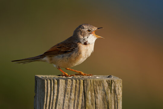 Greater Whitethroat Curruca communis, formerly Sylvia communis, singing male on wooden fence post, white throat rufous wing panel, small migratory warbler songbird of Europe and Asia, least concern