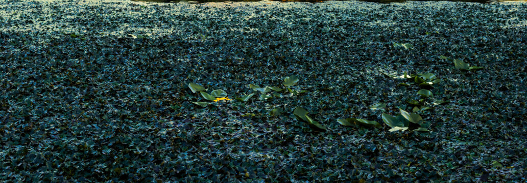 Dense Dark Green Floating Vegetation Carpet