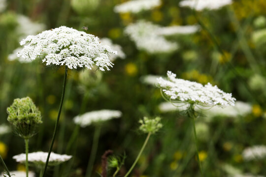 Little Bee's Dream - Queen Anne's Lace