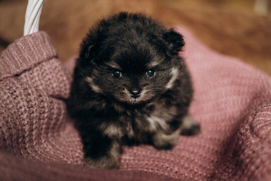 Cute fluffy black pomeranian spitz puppy sitting in wicker basket. Cozy newborn pet care lifestyle portrait.