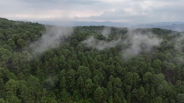 Vista a&eacute;rea del bosque y &aacute;rboles con dron en la monta&ntilde;a de Mazamitla Jalisco M&eacute;xico 