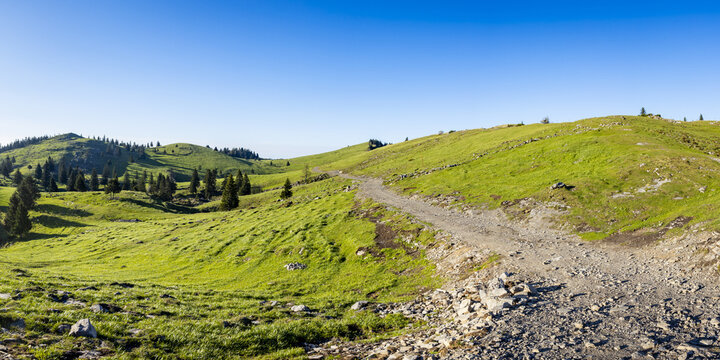 View of rolling green hills and a rugged dirt path with scattered pine trees under a clear blue sky at Velika Planina, Kamnik, Slovenia.