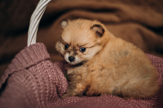 Cute fluffy brown pomeranian spitz puppy sitting in wicker basket. Cozy newborn pet care lifestyle portrait.