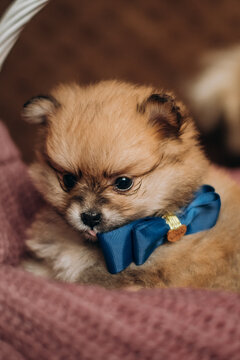 Cute fluffy brown pomeranian spitz puppy wearing blue bow tie in basket. Cozy newborn pet lifestyle portrait.