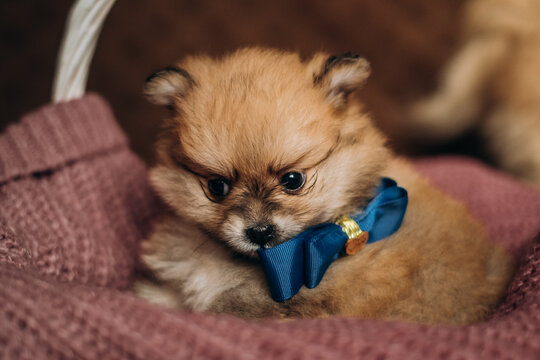 Cute fluffy brown pomeranian spitz puppy wearing blue bow tie in basket. Cozy newborn pet lifestyle portrait.