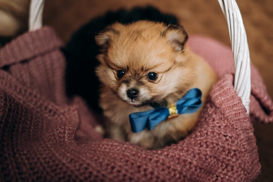 Cute fluffy brown pomeranian spitz puppy wearing blue bow tie in basket. Cozy newborn pet lifestyle portrait.