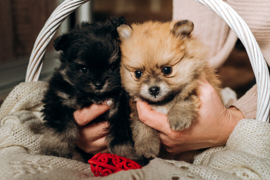 Two cute fluffy pomeranian spitz puppies held in owner hands indoors. Cozy newborn pet care lifestyle portrait.
