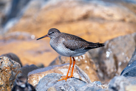 Common Redshank resting among the stones on the coast.