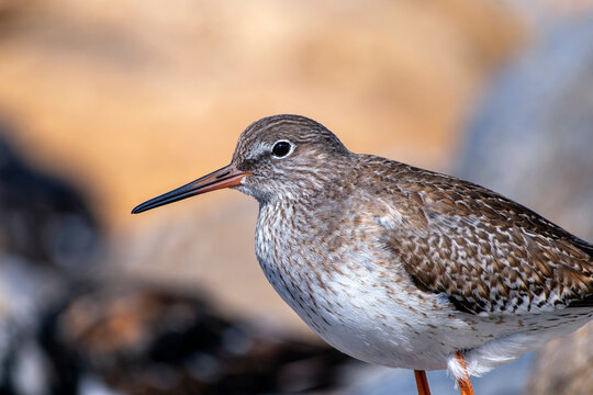Common Redshank resting among the stones on the coast.