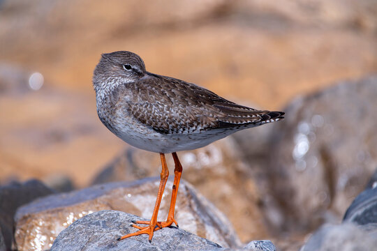 Common Redshank resting among the stones on the coast.