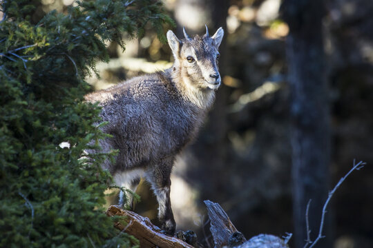View of a young chamois standing on a log near a pine tree in the Grazer Bergland, Bruck-Murzzuschlag District, Styria, Austria.