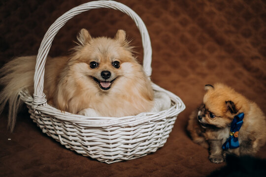 Happy adult pomeranian spitz sitting in white basket near tiny puppy. Family dog breeding pet lifestyle concept.