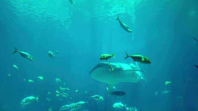 Underwater view of a Whale Shark, Rhincodon typus, swimming past the camera through schools of fish.