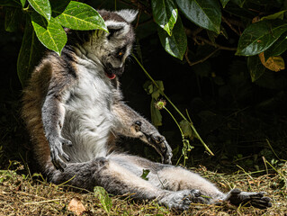 Naklejka premium Ring-tailed Lemur (Maki catta)