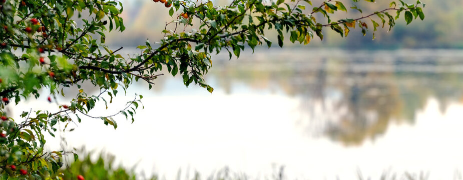 Branch with red berries and green leaves over calm lake water autumn