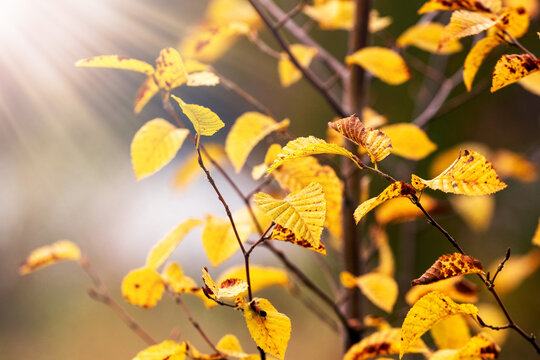 Autumn birch branches with yellow leaves in warm sunlight through the forest