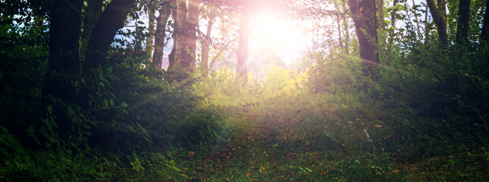 Bright sunlight breaking through trees in mysterious green forest morning