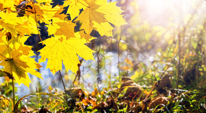 Bright yellow maple leaves in sunlight against autumn forest background