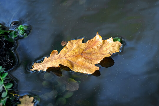 Yellow oak leaf floating on dark water surface autumn closeup