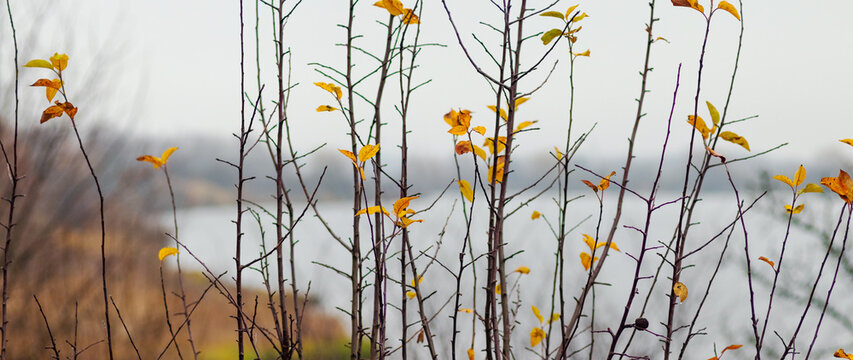 Thin branches with yellow leaves near lake in gloomy autumn weather