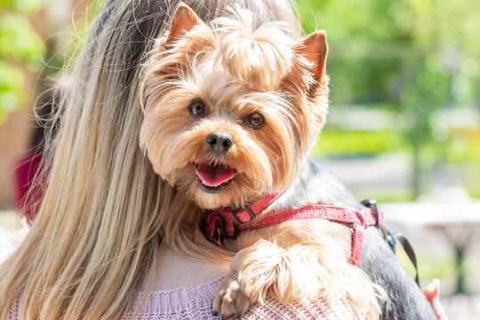 Smiling Yorkshire terrier held by woman with blonde hair outdoors