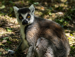 Naklejka premium Ring-tailed Lemur (Maki catta)