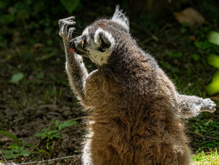 Naklejka premium Ring-tailed Lemur (Maki catta)