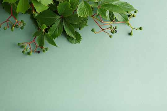 Green Leaves and Berries Border on Soft Green Background Minimalist Nature Macro