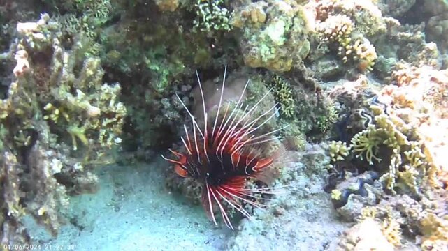  Red Lionfish Hovering Above Coral Reef at Las Cabanas, Marsa Alam, Egypt
