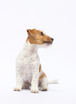 Side profile of a sitting Jack Russell Terrier puppy.
