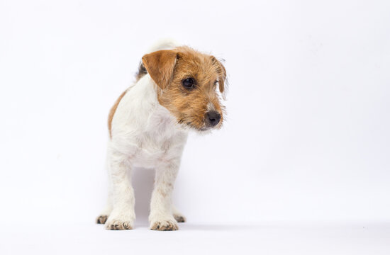 Curious Jack Russell Terrier puppy looking down on white.