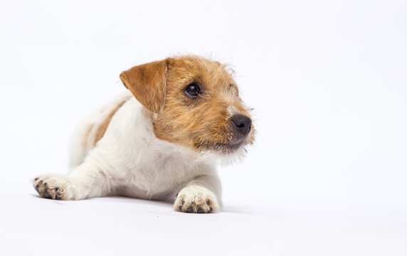 Jack Russell Terrier puppy lying down and looking up.