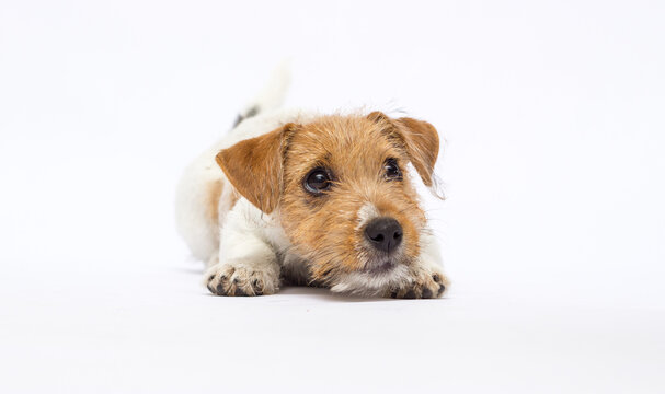 Adorable puppy resting head on paws looking at camera.