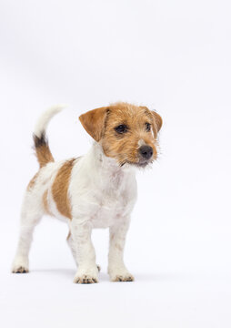 Active Jack Russell Terrier puppy standing with tail up.