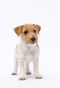 Front view of a standing Jack Russell Terrier puppy.