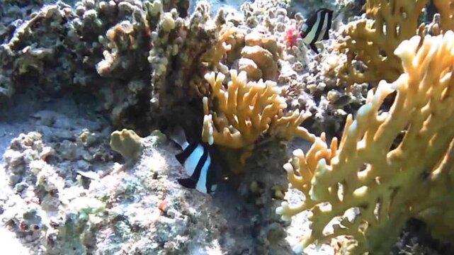 Rare Red Clown Coris Juvenile Hiding Among Coral at Las Cabanas, Marsa Alam, Egypt
