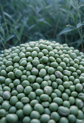 Obraz premium Pile of fresh green soybeans with a blurred background of soybean plants, agriculture and healthy food