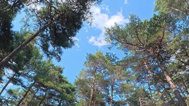 Rotating Low Angle View of Pine Tree Treetops Against Blue Sky