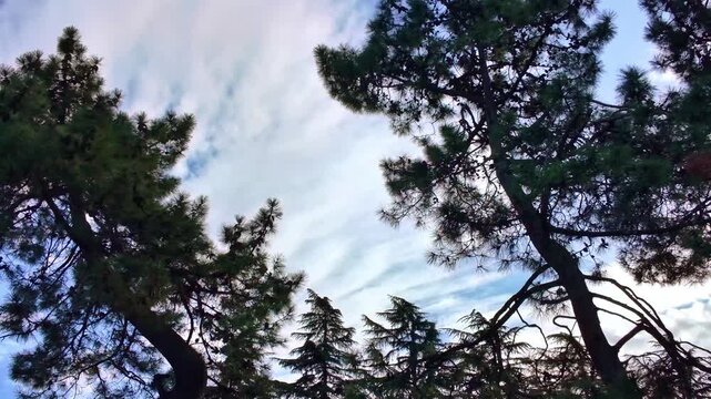 Tall pine trees silhouetted against layered clouds and blue sky in batumi georgia.