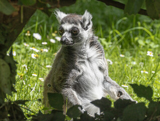 Naklejka premium Ring-tailed Lemur (Maki catta)