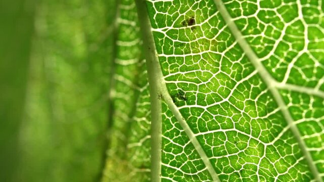 Extreme close up macro shot of a vibrant green grape leaf veins moving gently in the natural summer breeze captured in high quality