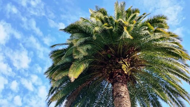 Majestic palm tree crown with wide fronds stands beneath partly cloudy blue sky in batumi.
