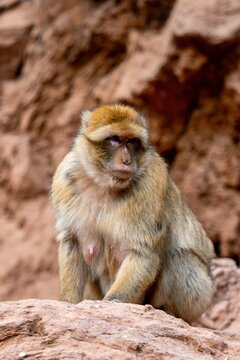 View of a Barbary macaque sitting on a rocky surface near the Ouzoud Waterfalls in Ouzoud, Beni Mellal-Khenifra, Morocco.
