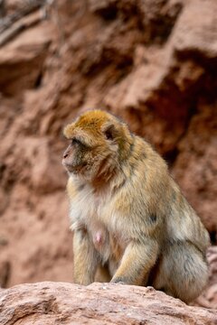 View of a Barbary macaque sitting on a rocky ledge near the Ouzoud Waterfalls in Ouzoud, Beni Mellal-Khenifra, Morocco.