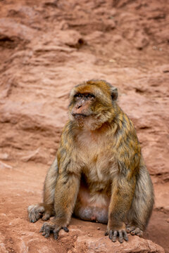 View of a Barbary macaque sitting on the rocky ground near the Ouzoud Waterfalls in Ouzoud, Beni Mellal-Khenifra, Morocco.