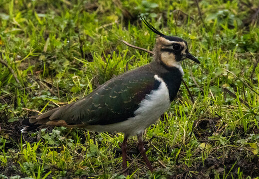 Northern Lapwing (Vanneau hupp&eacute;)