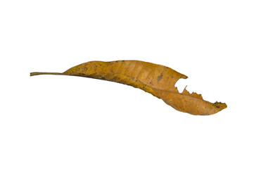 Fototapeta premium Dried leaf damaged by insect pest attack isolated PNG image on transparent background