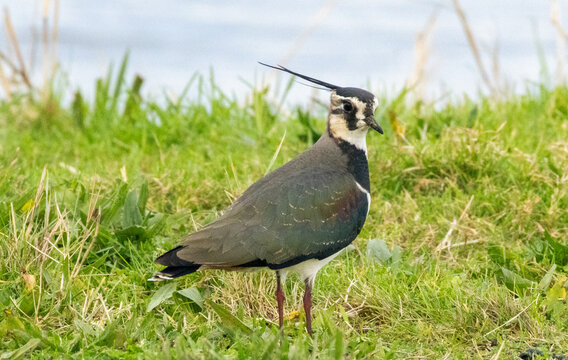 Northern Lapwing (Vanneau hupp&eacute;)