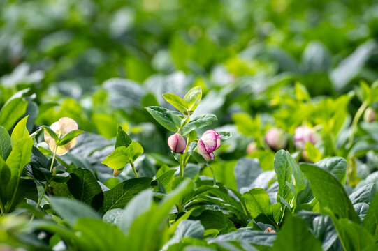 Cultivation of winter blossoming frowers Helleborug or Christmas rose plants in greenhouse in the Netherlands, flowers production in Europe