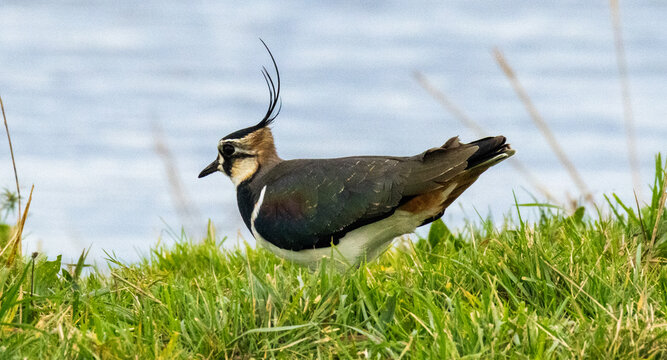 Northern Lapwing (Vanneau hupp&eacute;)